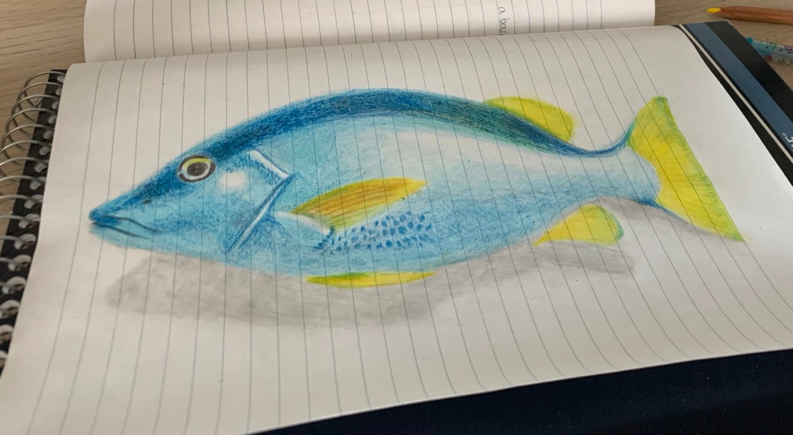 Fish drawings